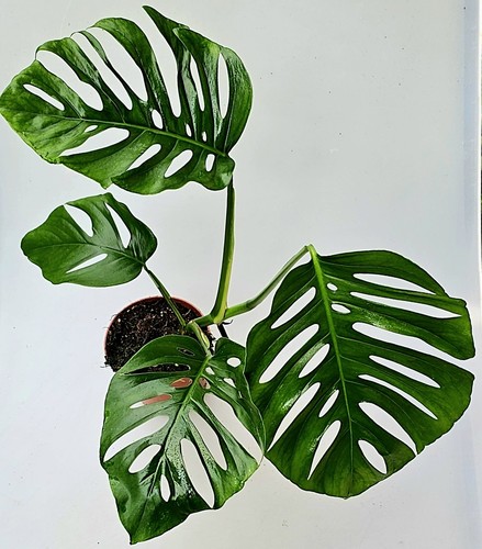 Neuheit monstera aussie - monstera,