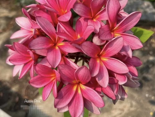 Aussie pink plumeria rubra - pink,