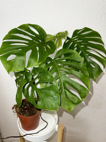 Monstera aussie dream rarität - monstera,