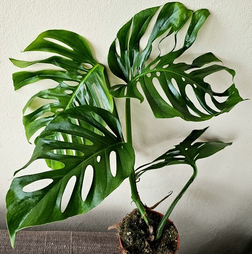 Neuheit monstera aussie - neuheit,